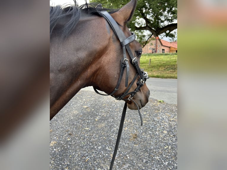 Westfaliano Caballo castrado 5 años 170 cm Castaño oscuro in Berlin
