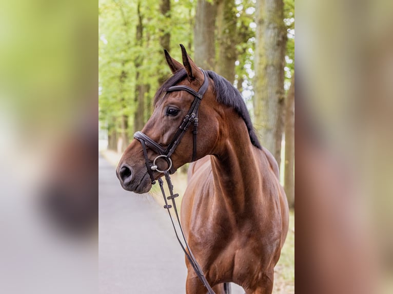 Westfaliano Caballo castrado 5 años 170 cm Castaño oscuro in Lienen