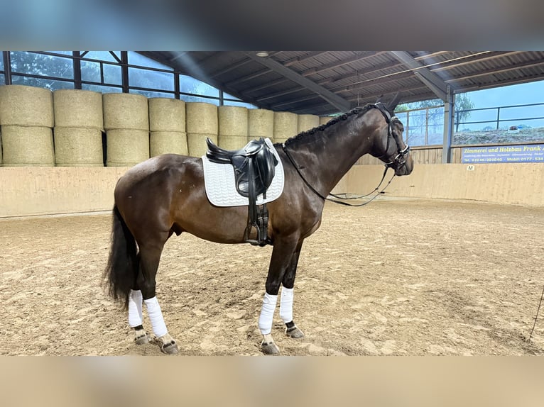 Westfaliano Caballo castrado 5 años 170 cm Castaño oscuro in Lohmar