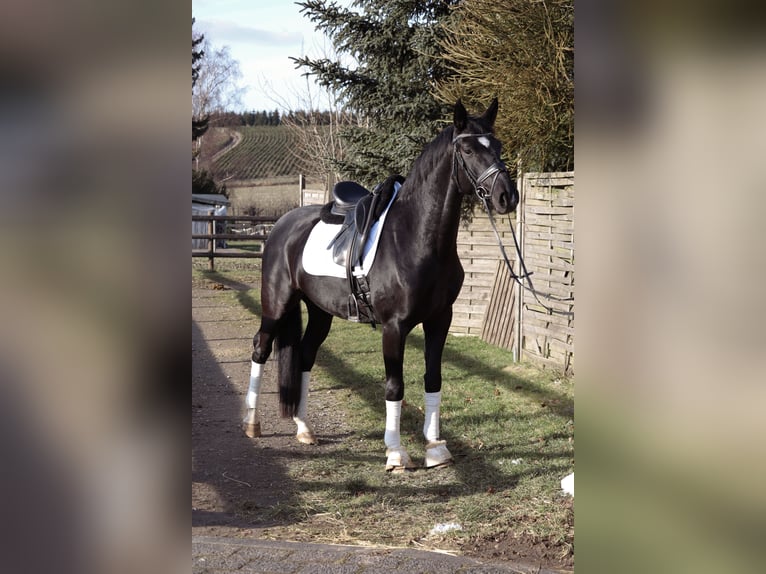 Westfaliano Caballo castrado 5 años 170 cm Negro in Ennepetal