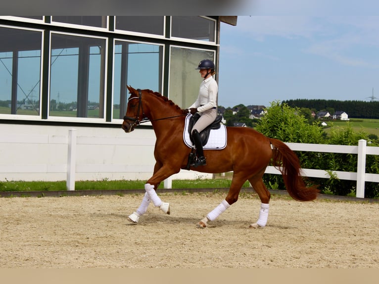 Westfaliano Caballo castrado 5 años 171 cm Alazán in Brilon