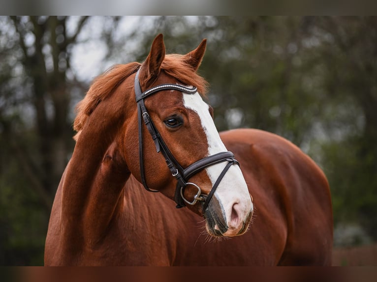 Westfaliano Caballo castrado 5 años 171 cm Alazán in Riedstadt