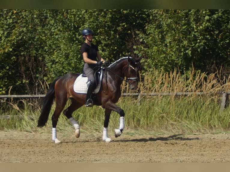 Westfaliano Caballo castrado 5 años 171 cm Castaño in Iserlohn