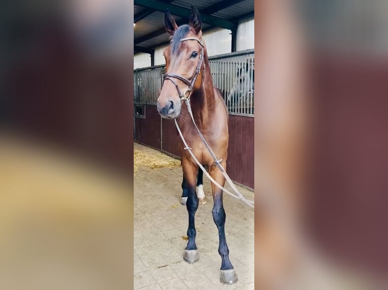Westfaliano Caballo castrado 5 años 171 cm Castaño in Lindlar