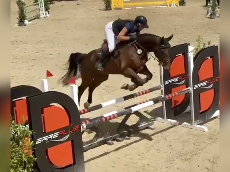 Westfaliano Caballo castrado 5 años 171 cm Castaño in Lindlar