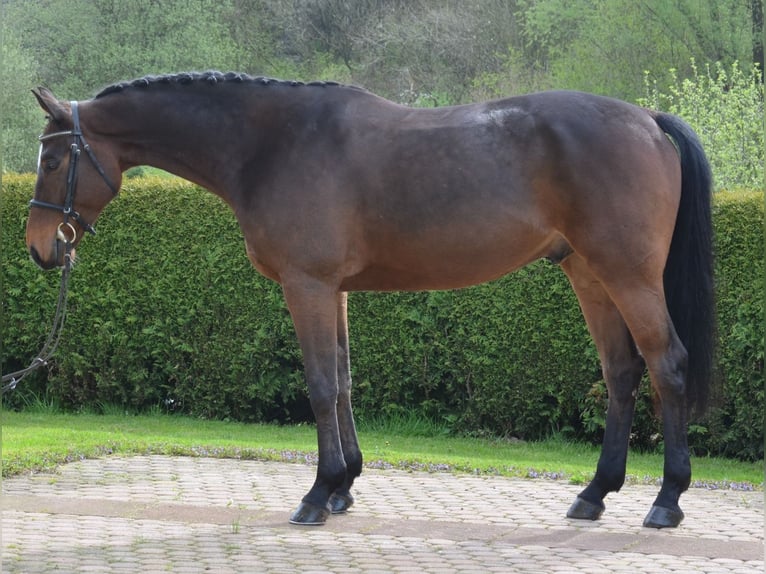 Westfaliano Caballo castrado 5 años 171 cm Castaño in Willebadessen