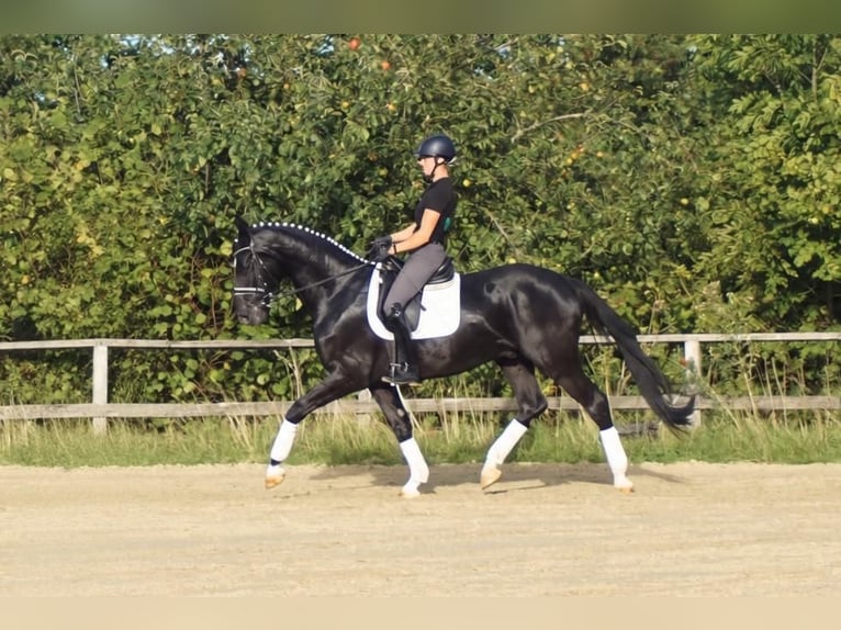 Westfaliano Caballo castrado 5 años 171 cm Negro in Iserlohn