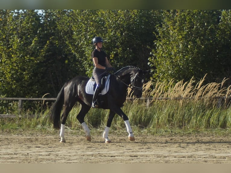 Westfaliano Caballo castrado 5 años 171 cm Negro in Iserlohn