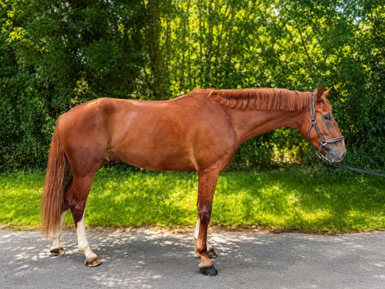 Westfaliano Caballo castrado 5 años 172 cm Alazán in Sundern