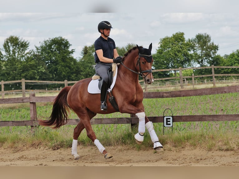 Westfaliano Caballo castrado 5 años 172 cm Alazán-tostado in Greven