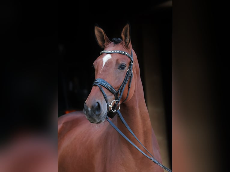 Westfaliano Caballo castrado 5 años 172 cm Castaño in Greven