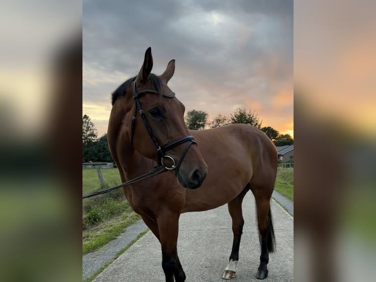 Westfaliano Caballo castrado 5 años 172 cm Castaño in Detern