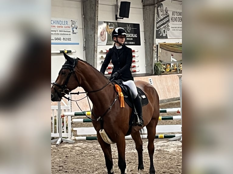 Westfaliano Caballo castrado 5 años 172 cm Castaño in Detern