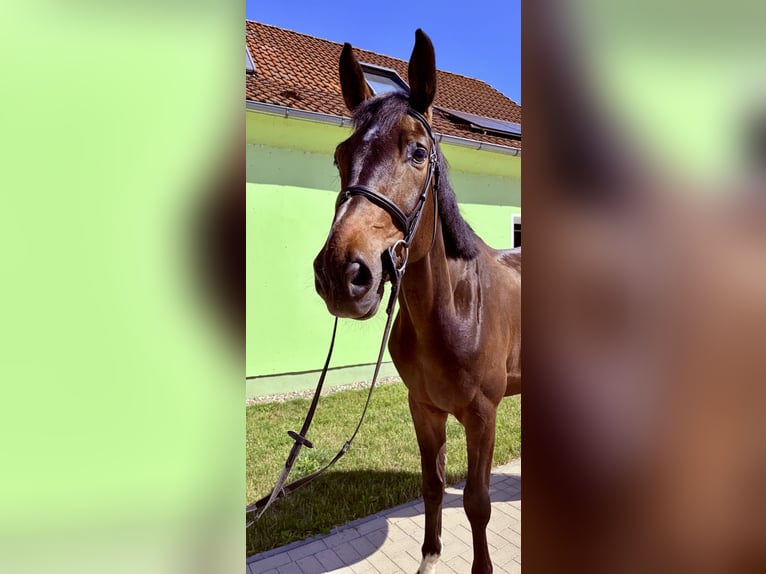 Westfaliano Caballo castrado 5 años 172 cm Morcillo in Gadebusch