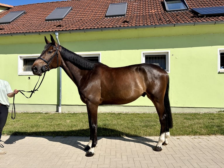 Westfaliano Caballo castrado 5 años 172 cm Morcillo in Gadebusch