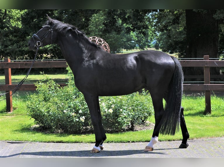 Westfaliano Caballo castrado 5 años 172 cm Negro in Blomberg