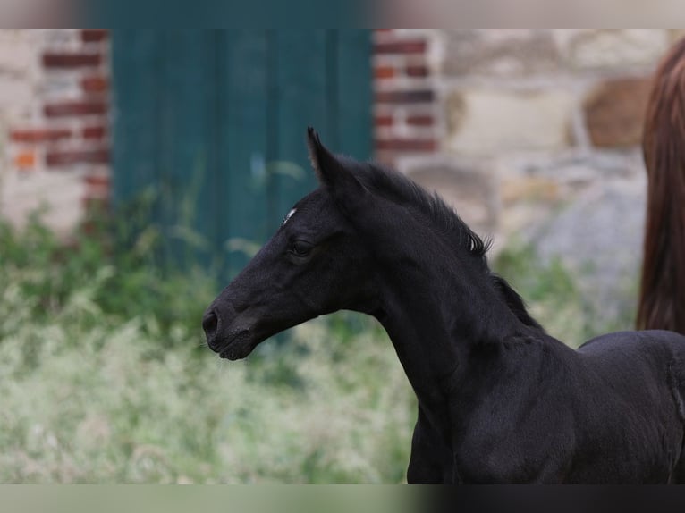 Westfaliano Caballo castrado 5 años 172 cm Negro in Blomberg