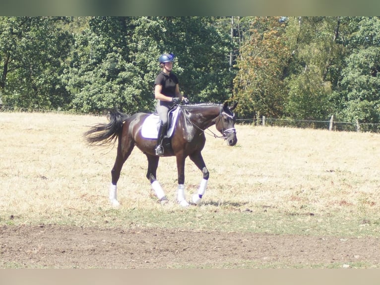 Westfaliano Caballo castrado 5 años 172 cm Negro in Iserlohn