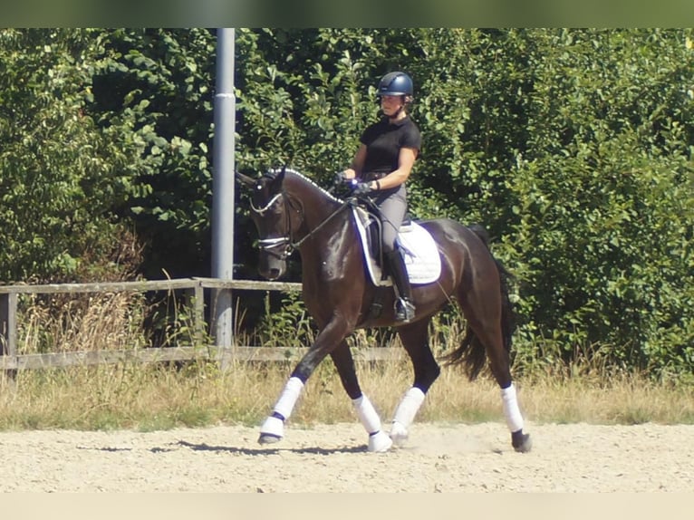 Westfaliano Caballo castrado 5 años 172 cm Negro in Iserlohn
