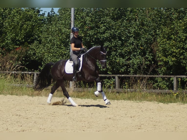 Westfaliano Caballo castrado 5 años 172 cm Negro in Iserlohn