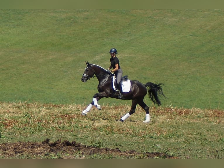 Westfaliano Caballo castrado 5 años 172 cm Negro in Iserlohn