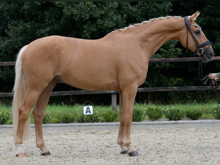 Westfaliano Caballo castrado 5 años 172 cm Palomino in Sassenberg