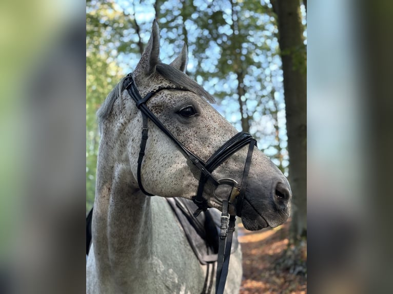 Westfaliano Caballo castrado 5 años 172 cm Tordo in Bomlitz