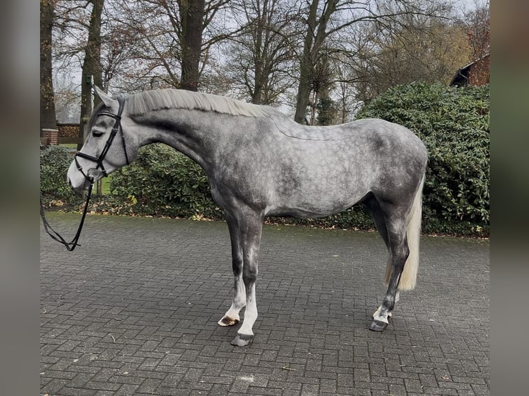 Westfaliano Caballo castrado 5 años 172 cm Tordo rodado in Hörstel