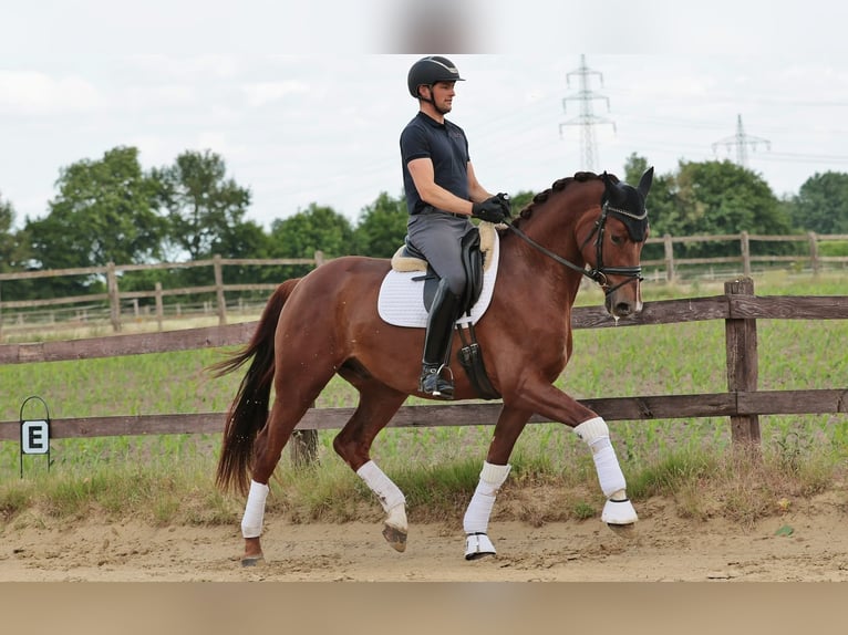 Westfaliano Caballo castrado 5 años 173 cm Alazán in Greven