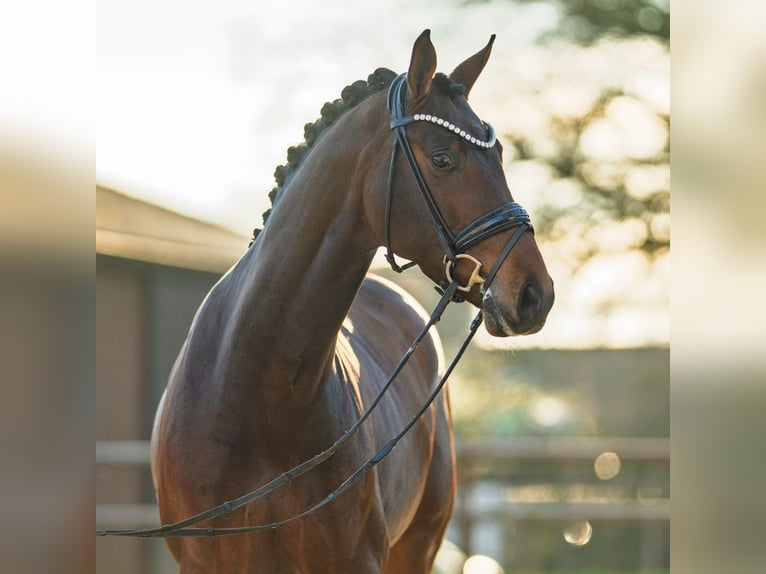 Westfaliano Caballo castrado 5 años 173 cm Castaño in Münster-Handorf