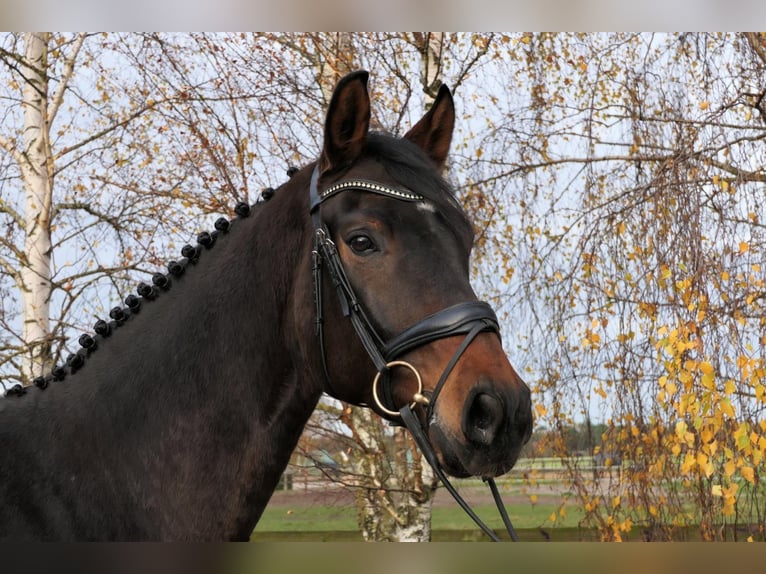 Westfaliano Caballo castrado 5 años 173 cm Castaño oscuro in Wedemark