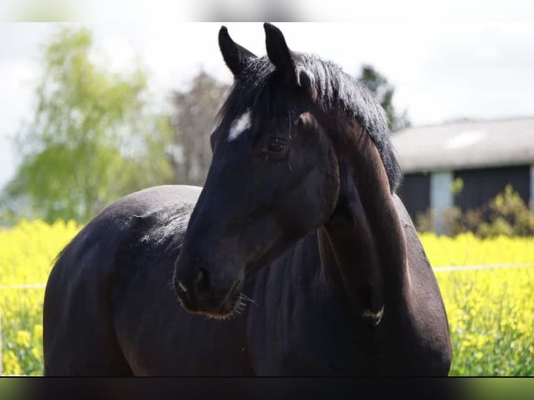 Westfaliano Caballo castrado 5 años 173 cm Negro in Hofgeismar