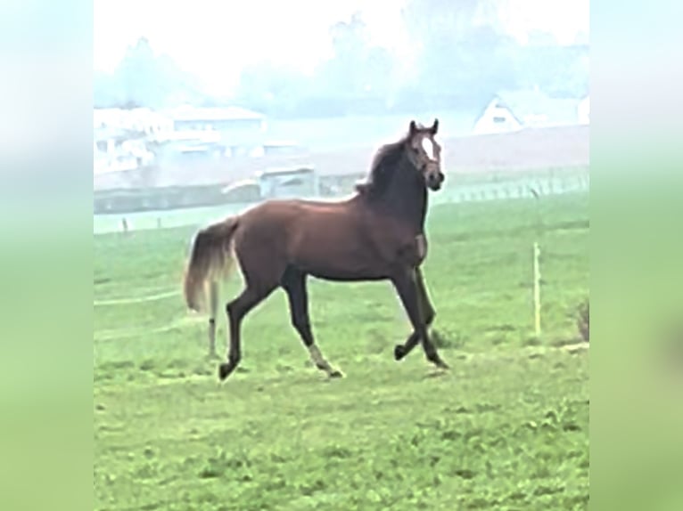 Westfaliano Caballo castrado 5 años 174 cm Alazán in Hüllhorst