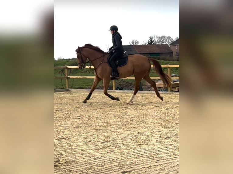 Westfaliano Caballo castrado 5 años 174 cm Alazán in Hüllhorst