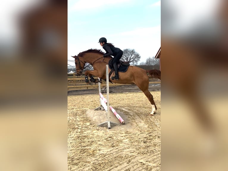 Westfaliano Caballo castrado 5 años 174 cm Alazán in Hüllhorst