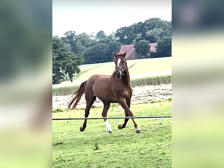 Westfaliano Caballo castrado 5 años 174 cm Alazán in Nordkirchen