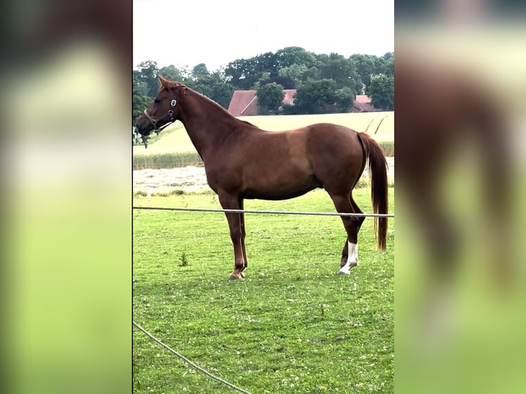 Westfaliano Caballo castrado 5 años 174 cm Alazán in Nordkirchen