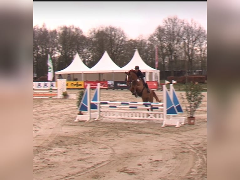 Westfaliano Caballo castrado 5 años 174 cm Alazán in Nordkirchen