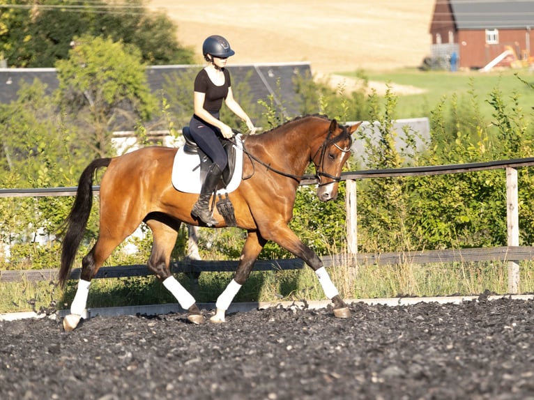 Westfaliano Caballo castrado 5 años 174 cm  in Kirchberg