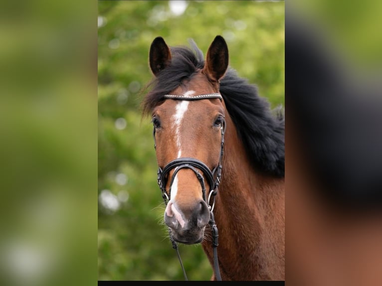 Westfaliano Caballo castrado 5 años 174 cm  in Kirchberg