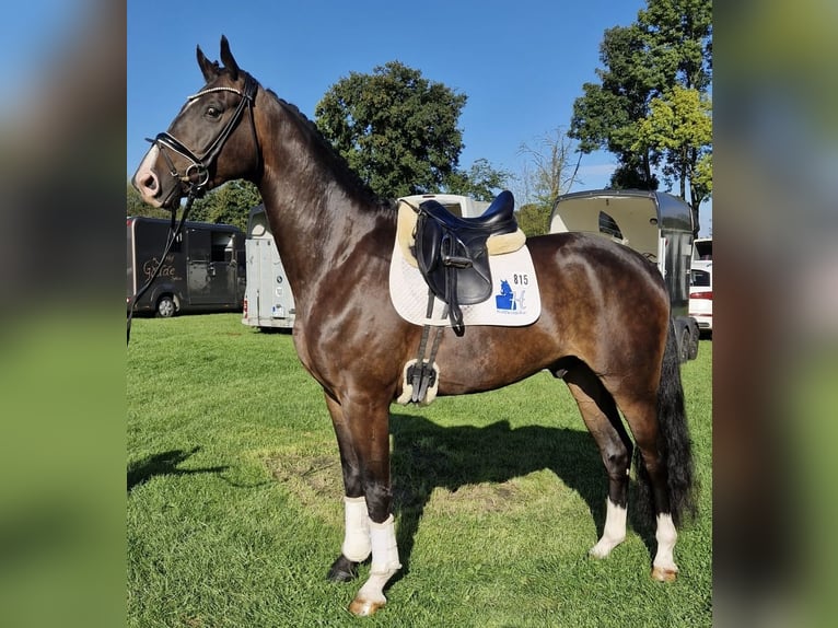 Westfaliano Caballo castrado 5 años 174 cm Castaño oscuro in Coesfeld