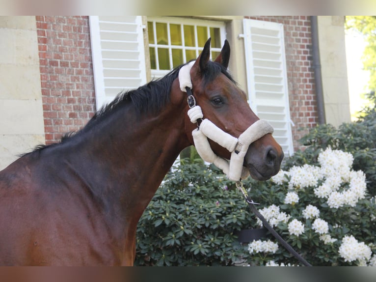 Westfaliano Caballo castrado 5 años 174 cm Castaño oscuro in Havixbeck