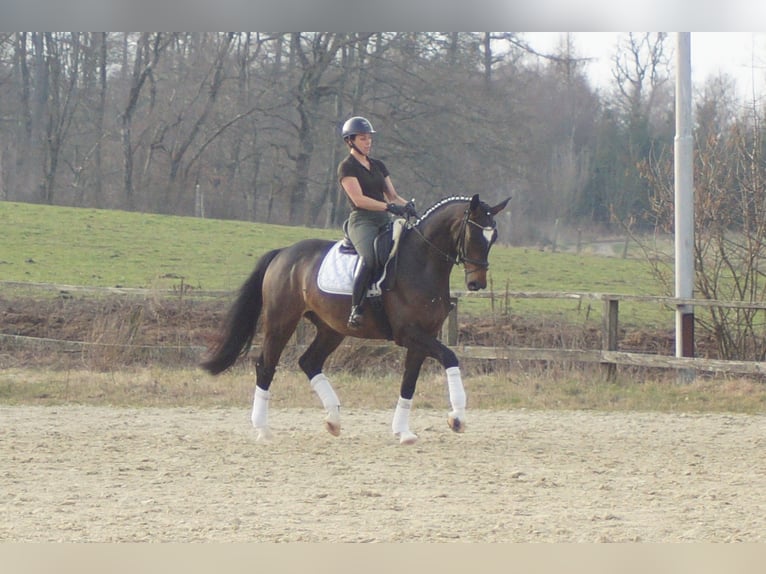 Westfaliano Caballo castrado 5 años 174 cm Morcillo in Iserlohn