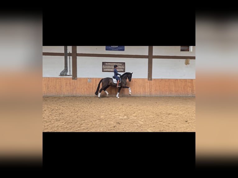 Westfaliano Caballo castrado 5 años 174 cm Negro in Tauberrettersheim
