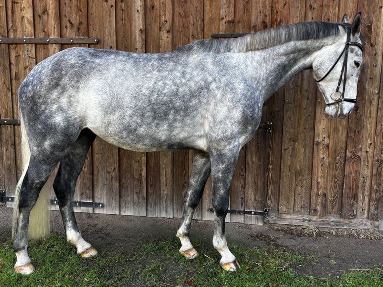 Westfaliano Caballo castrado 5 años 174 cm Tordo rodado in Twist Westfaliano Caballo castrado 5 años 174 cm Tordo rodado in Twist