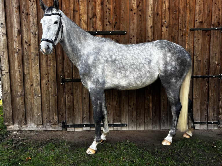 Westfaliano Caballo castrado 5 años 174 cm Tordo rodado in Twist Westfaliano Caballo castrado 5 años 174 cm Tordo rodado in Twist