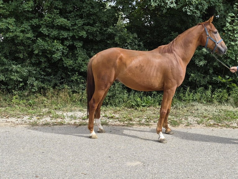 Westfaliano Caballo castrado 5 años 175 cm Alazán in Auhausen