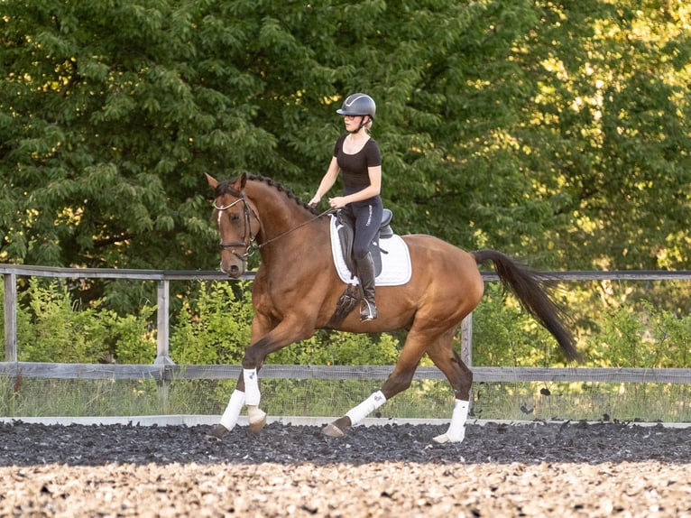 Westfaliano Caballo castrado 5 años 175 cm  in Zwickau