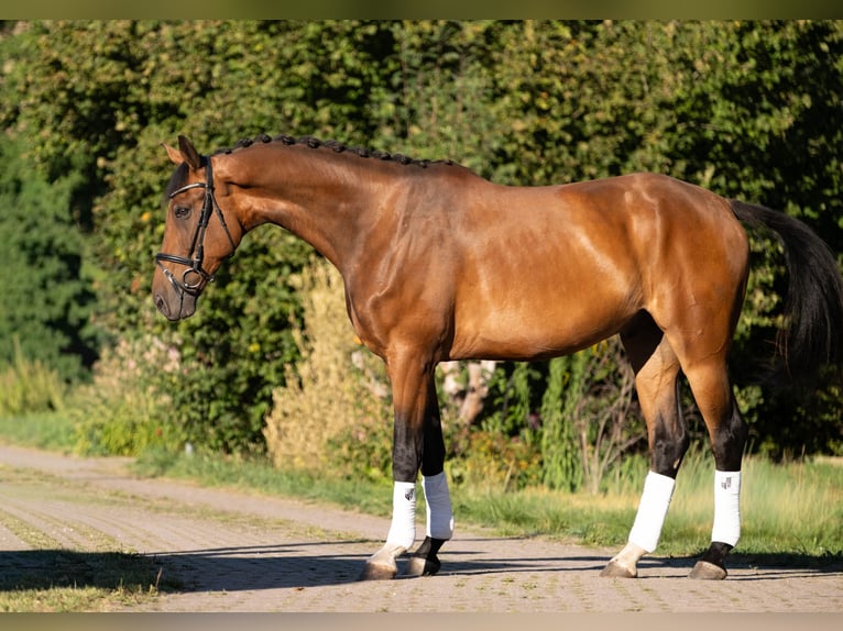 Westfaliano Caballo castrado 5 años 175 cm  in Zwickau