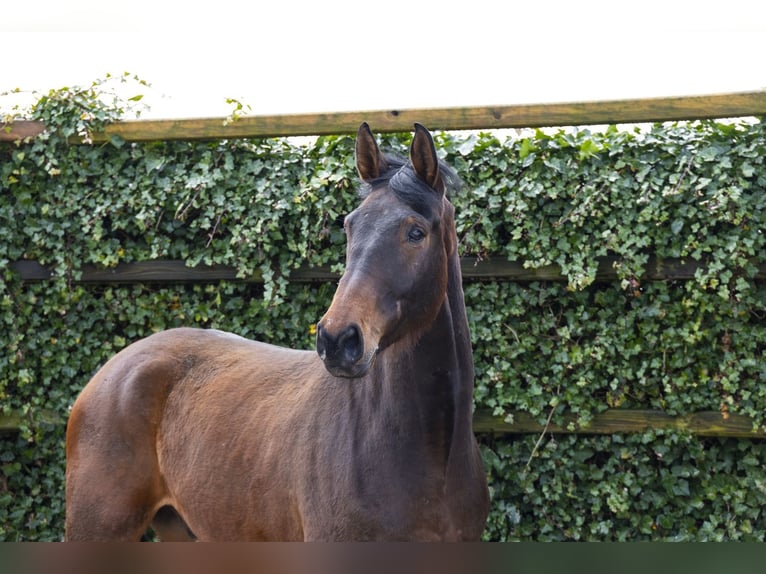 Westfaliano Caballo castrado 5 años 175 cm Castaño in Waddinxveen